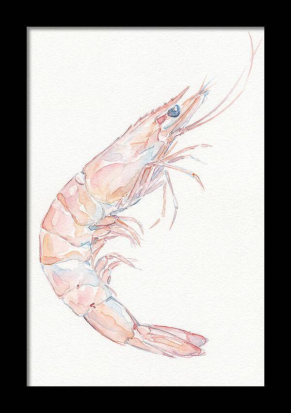 Shrimp Watercolor Study