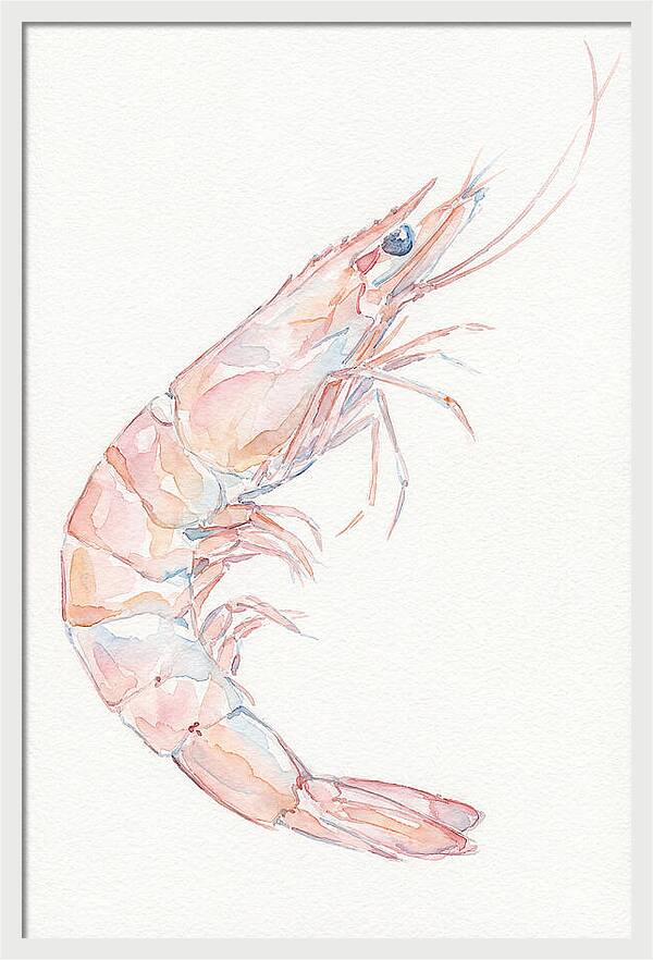 Shrimp Watercolor Study