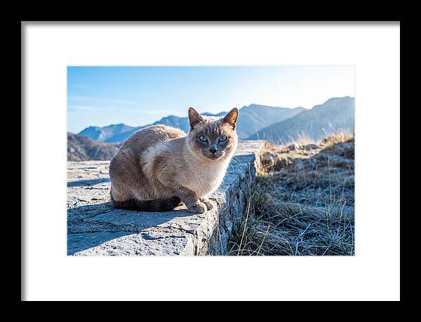Siamese Cat In Natures Embrace