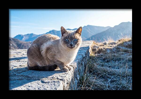 Siamese Cat In Natures Embrace