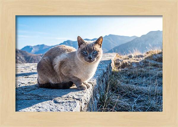 Siamese Cat In Natures Embrace