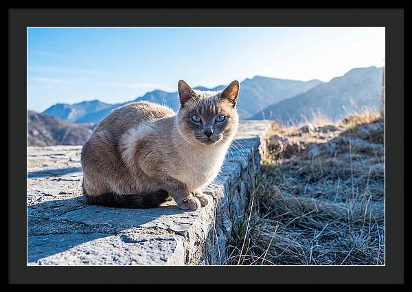 Siamese Cat In Natures Embrace