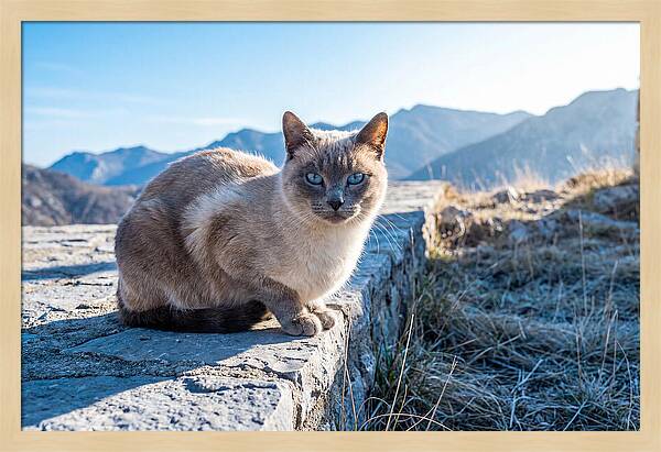 Siamese Cat In Natures Embrace