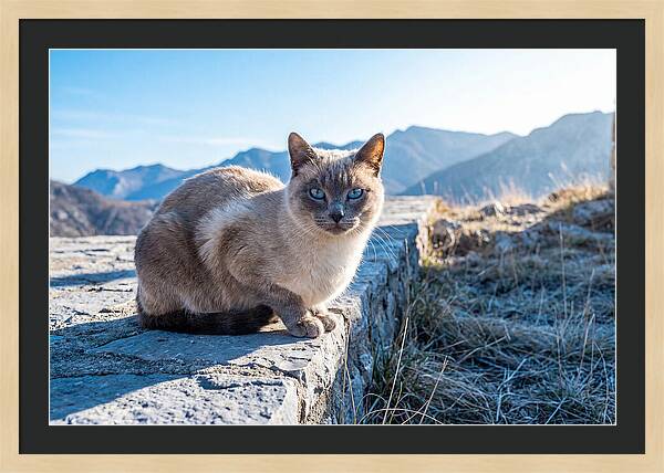 Siamese Cat In Natures Embrace
