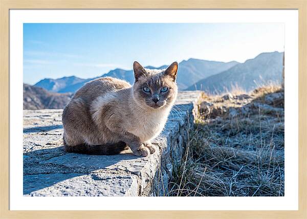 Siamese Cat In Natures Embrace