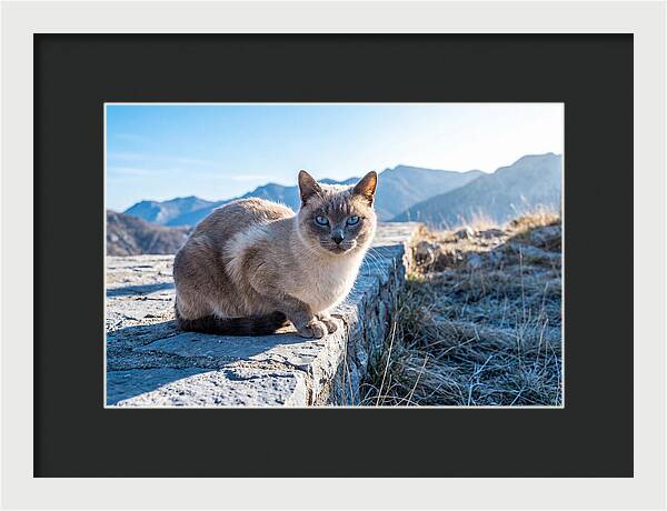 Siamese Cat In Natures Embrace