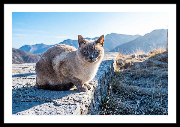 Siamese Cat In Natures Embrace