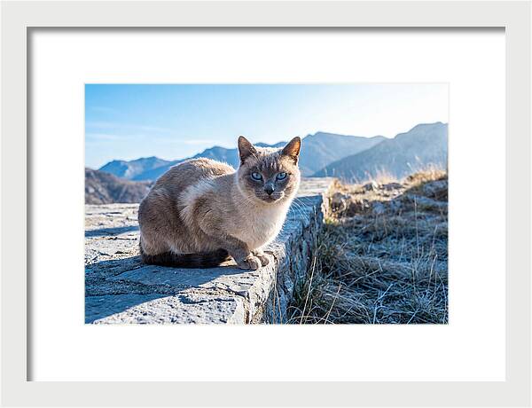 Siamese Cat In Natures Embrace