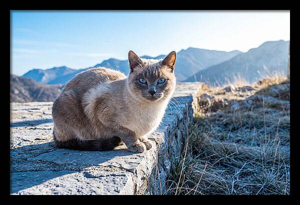 Siamese Cat In Natures Embrace
