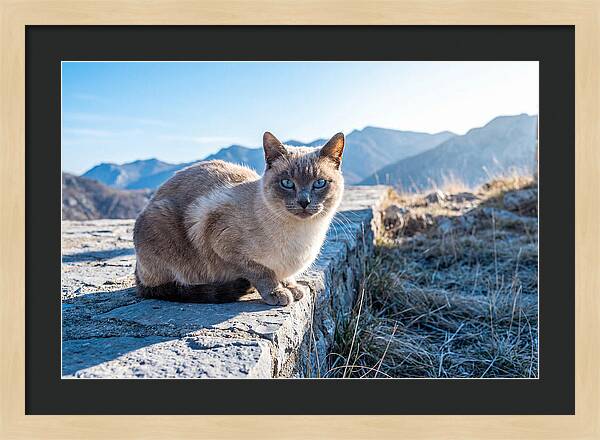 Siamese Cat In Natures Embrace