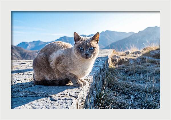 Siamese Cat In Natures Embrace