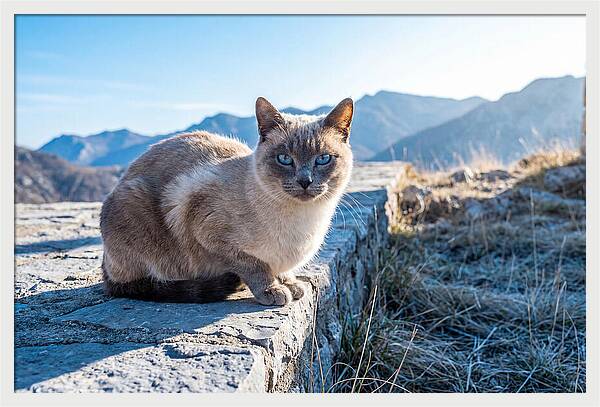 Siamese Cat In Natures Embrace