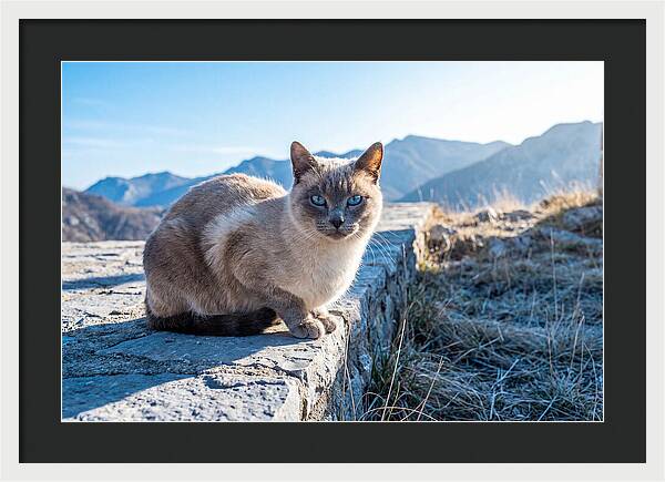 Siamese Cat In Natures Embrace
