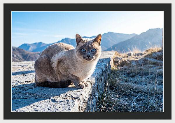 Siamese Cat In Natures Embrace