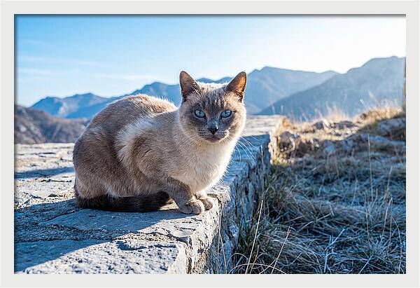 Siamese Cat In Natures Embrace