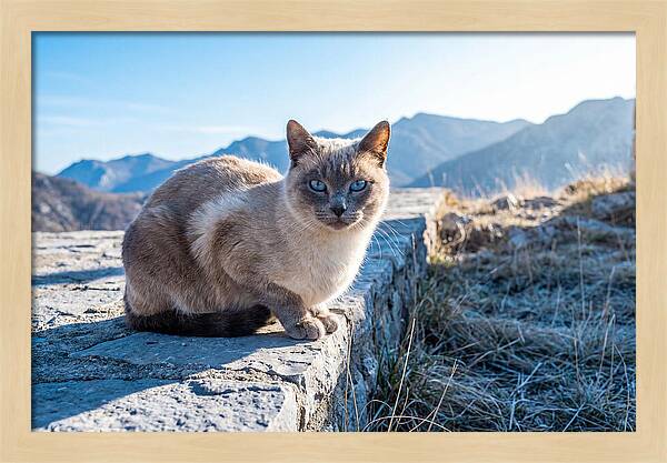 Siamese Cat In Natures Embrace