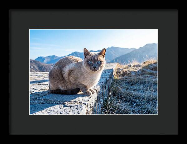 Siamese Cat In Natures Embrace