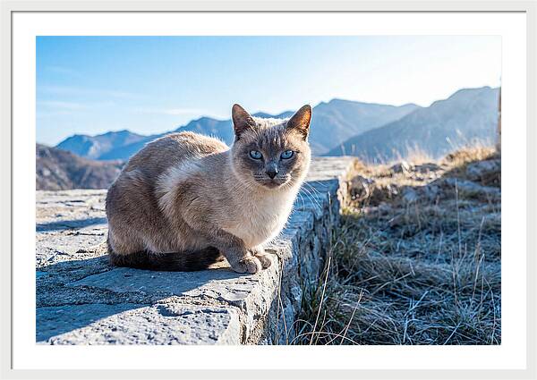 Siamese Cat In Natures Embrace