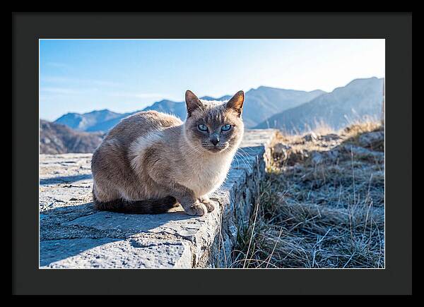 Siamese Cat In Natures Embrace