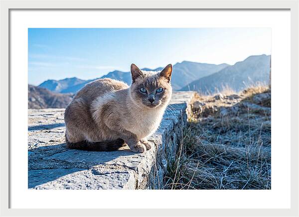 Siamese Cat In Natures Embrace