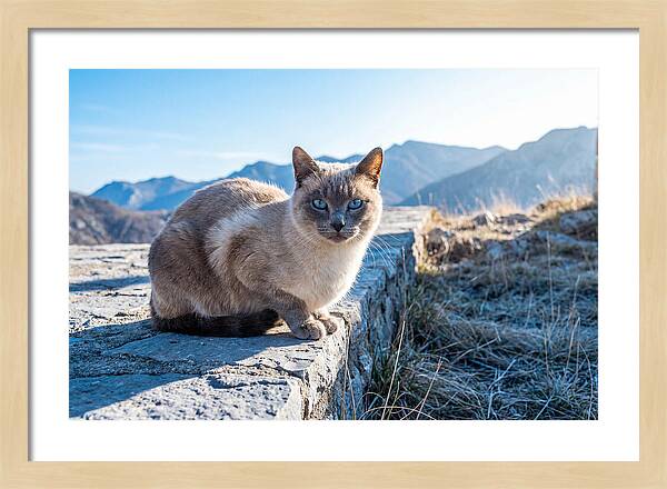 Siamese Cat In Natures Embrace