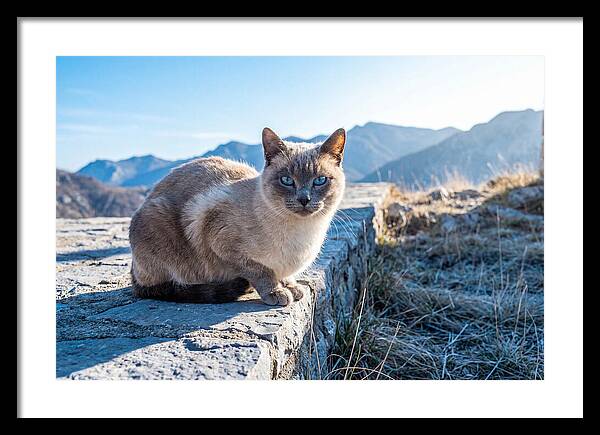 Siamese Cat In Natures Embrace