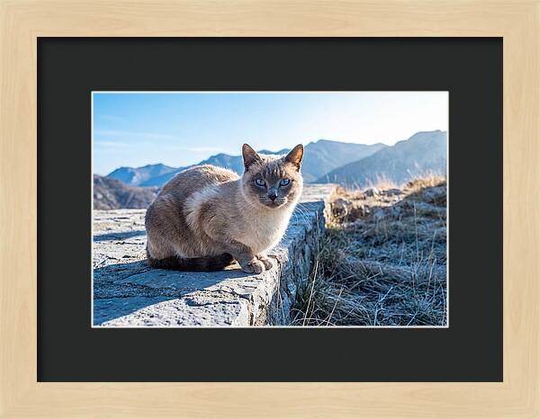 Siamese Cat In Natures Embrace