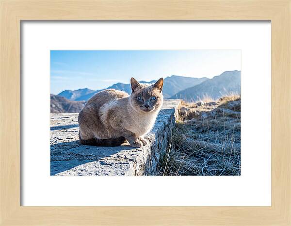 Siamese Cat In Natures Embrace