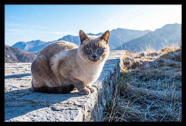Siamese Cat In Natures Embrace