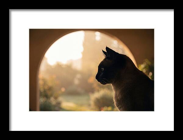 Siamese Cat In Sunny Doorway