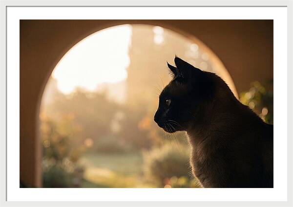 Siamese Cat In Sunny Doorway