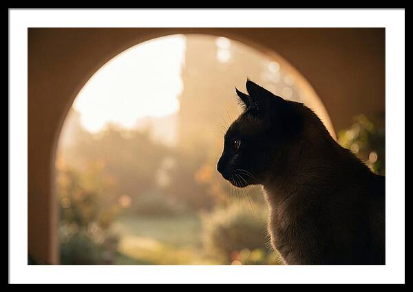 Siamese Cat In Sunny Doorway