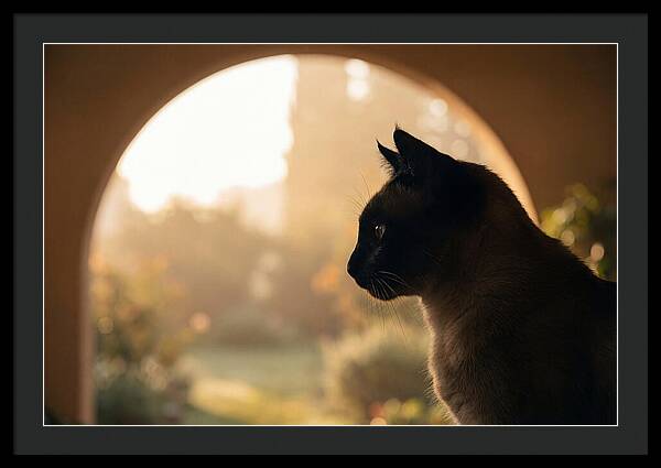 Siamese Cat In Sunny Doorway