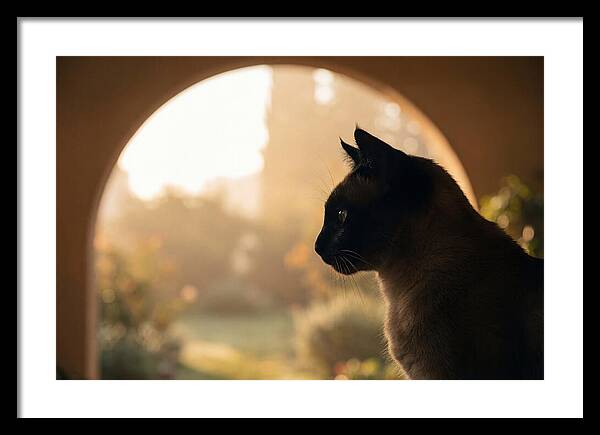Siamese Cat In Sunny Doorway