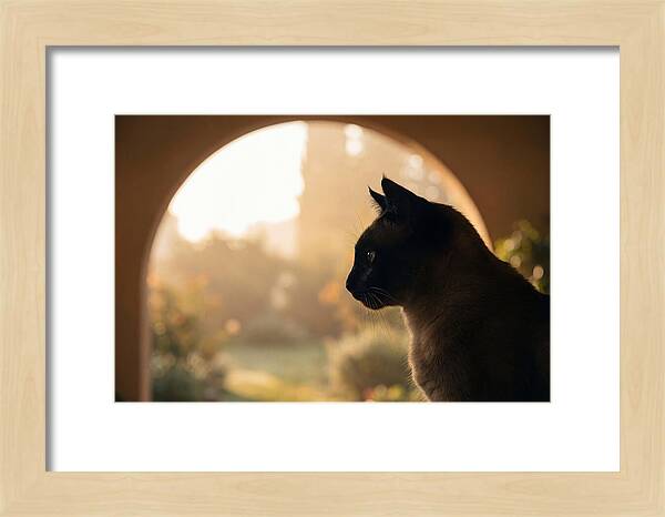 Siamese Cat In Sunny Doorway