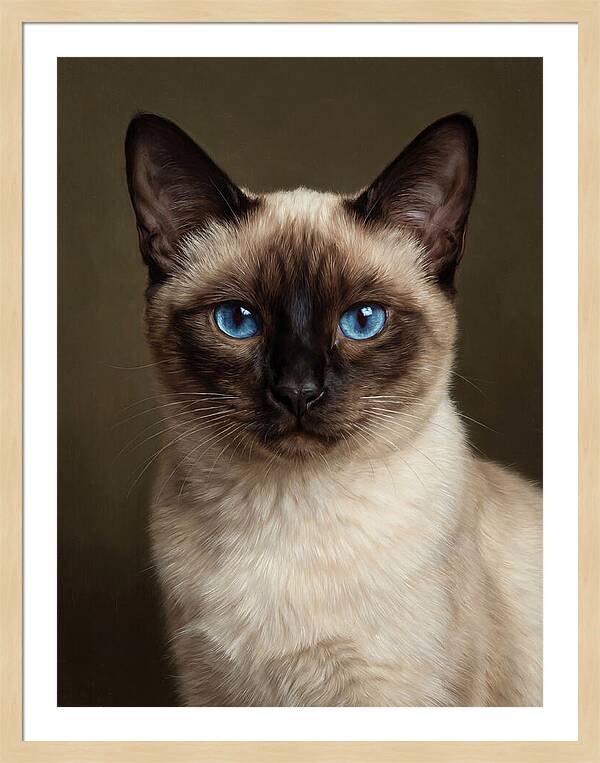 Siamese Cat Portrait