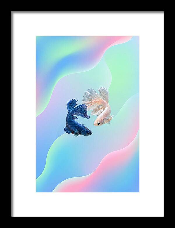 Siamese Fighting Fish Dance