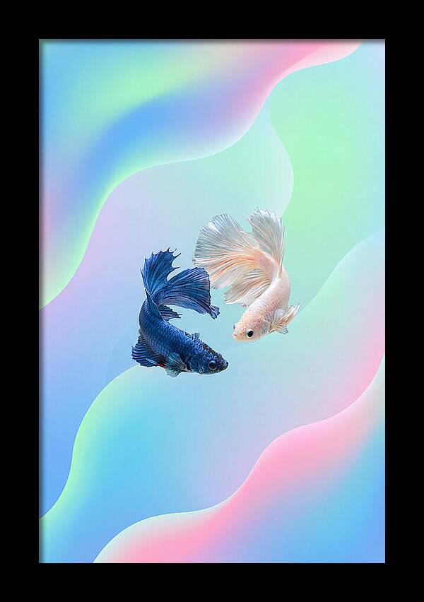 Siamese Fighting Fish Dance