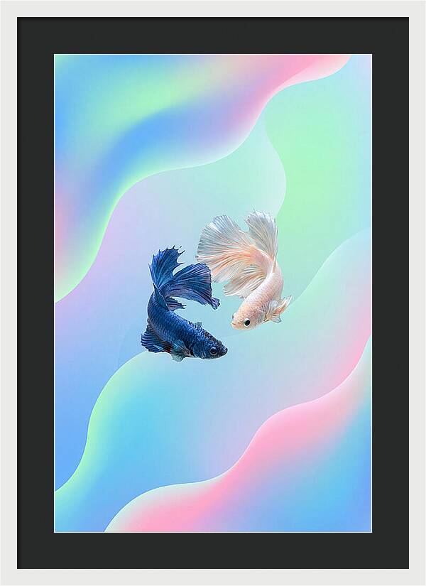 Siamese Fighting Fish Dance