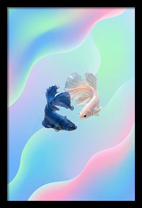 Siamese Fighting Fish Dance