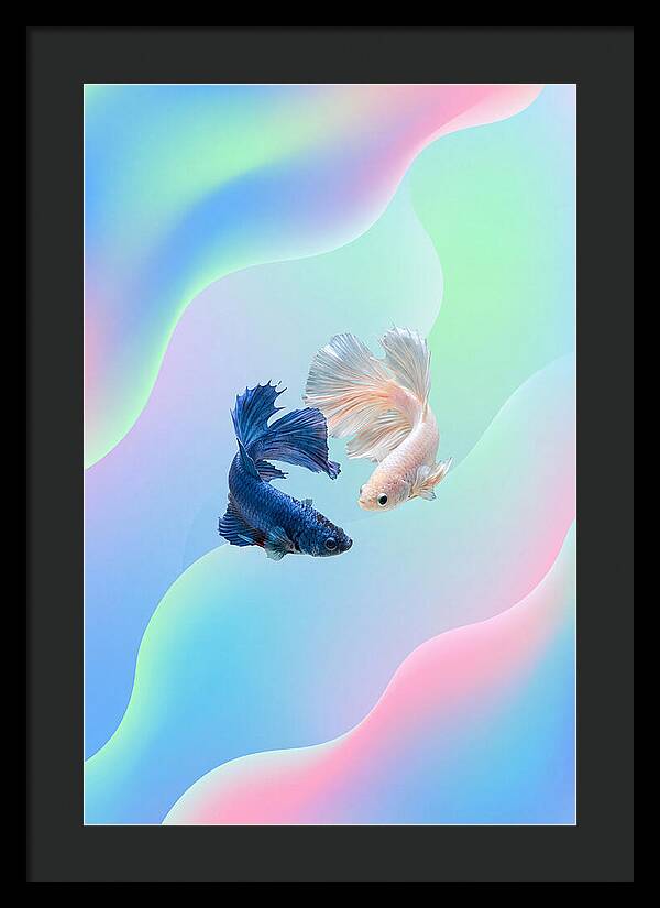 Siamese Fighting Fish Dance