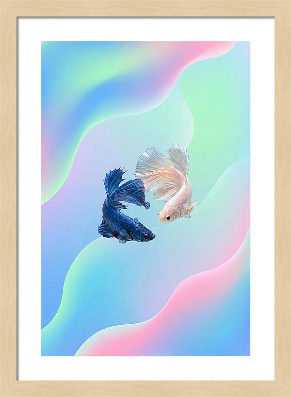Siamese Fighting Fish Dance