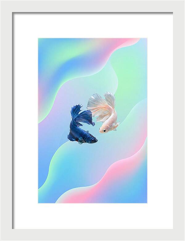 Siamese Fighting Fish Dance