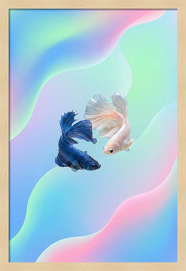 Siamese Fighting Fish Dance