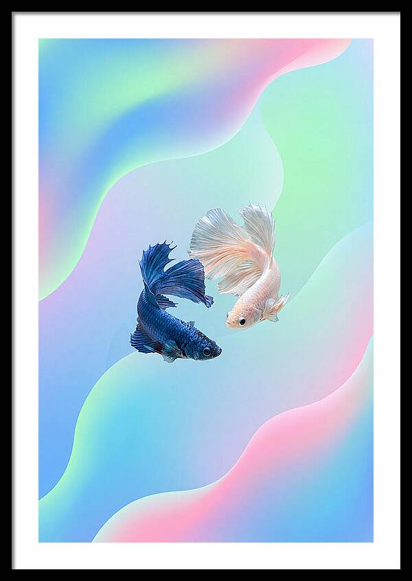 Siamese Fighting Fish Dance