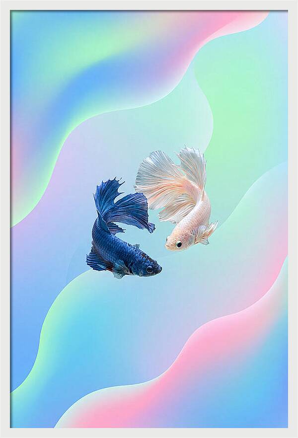 Siamese Fighting Fish Dance