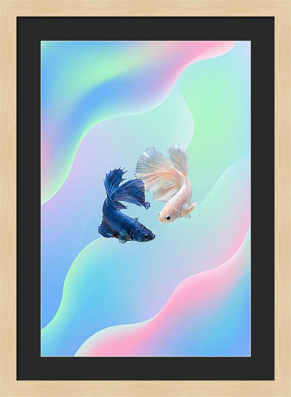 Siamese Fighting Fish Dance