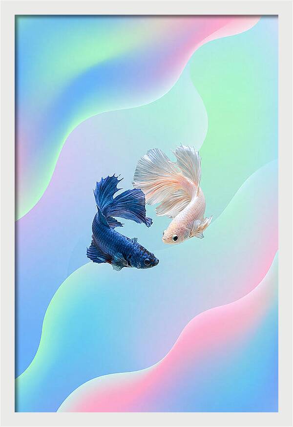 Siamese Fighting Fish Dance