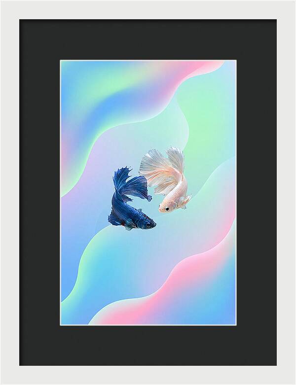 Siamese Fighting Fish Dance