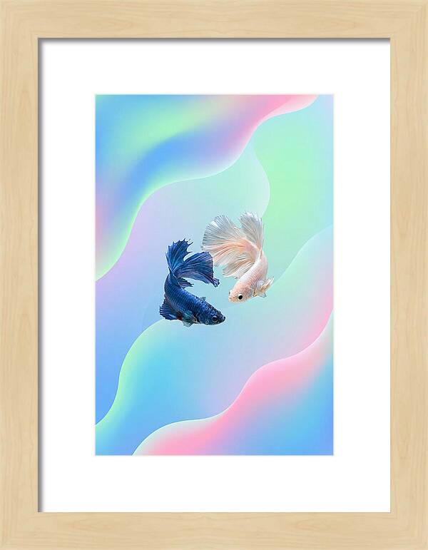 Siamese Fighting Fish Dance